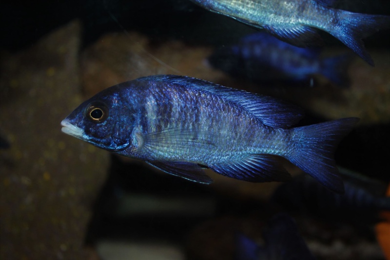 Placidochromis phenochilus 'Mdoka Reef'